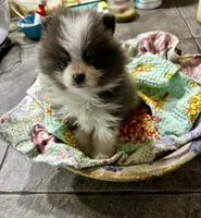 LAREDO, a male Pomeranian for sale in Champlain, NY – 3 of 8