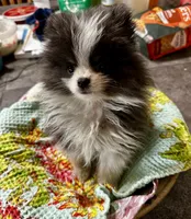 LAREDO, a male Pomeranian for sale in Champlain, NY – 2 of 8