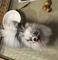 TOPAZ, a female Peek-A-Pom for sale in Champlain, NY – Photo 3 of 4