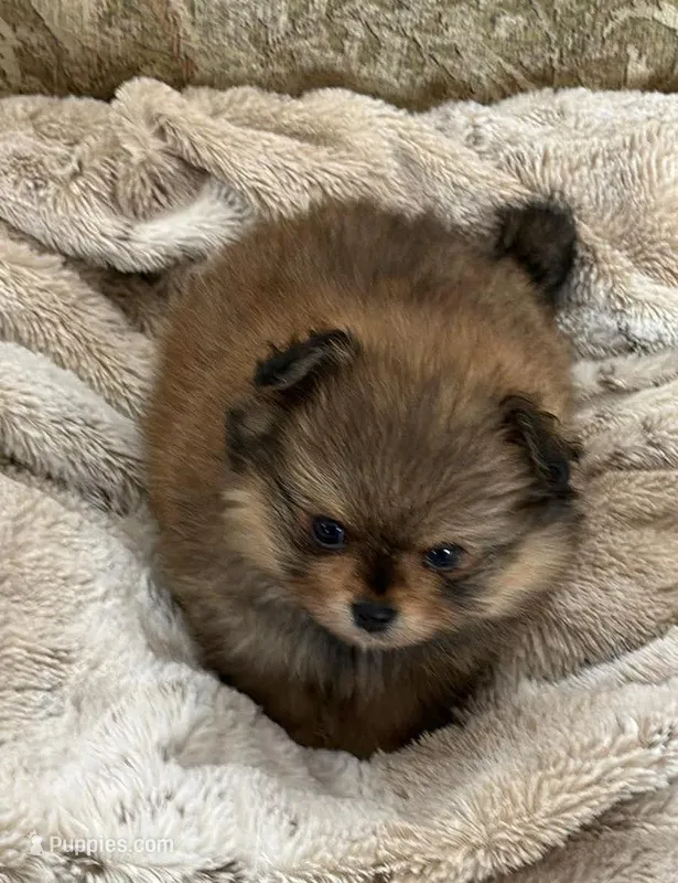 TOPAZ – Peek-A-Pom puppy for sale in Champlain, NY