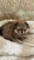 TOPAZ, a female Peek-A-Pom for sale in Champlain, NY – Photo 2 of 4