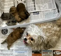 TOPAZ, a female Peek-A-Pom for sale in Champlain, NY – Photo 4 of 4