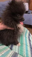 Drambuie, a male Pomeranian for sale in Champlain, NY – 2 of 5