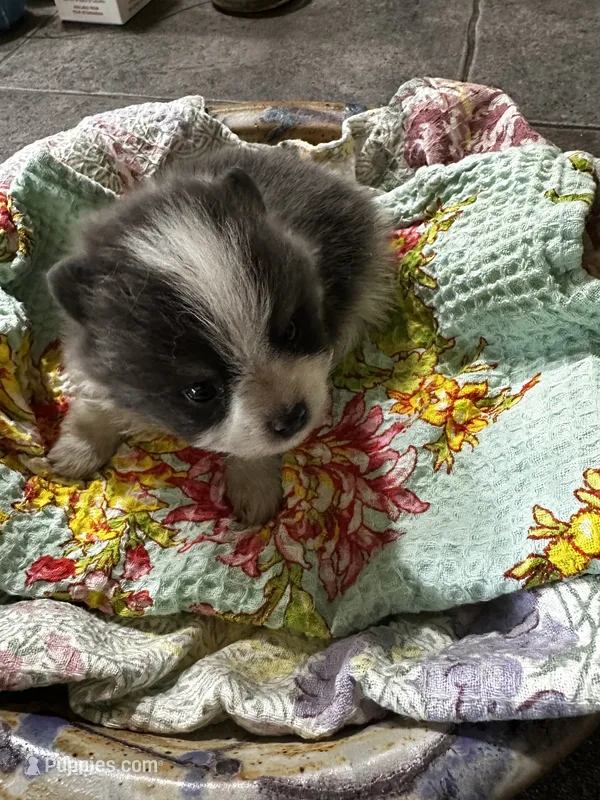 LAREDO – Pomeranian puppy for sale in Champlain, NY