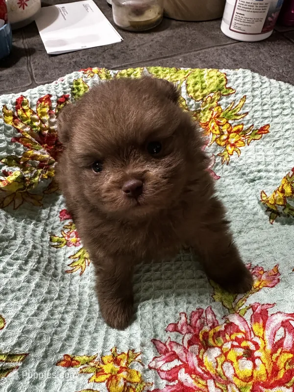 NESTLE – Pomeranian puppy for sale in Champlain, NY