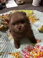 NESTLE, a male Pomeranian for sale in Champlain, NY – 1 of 4