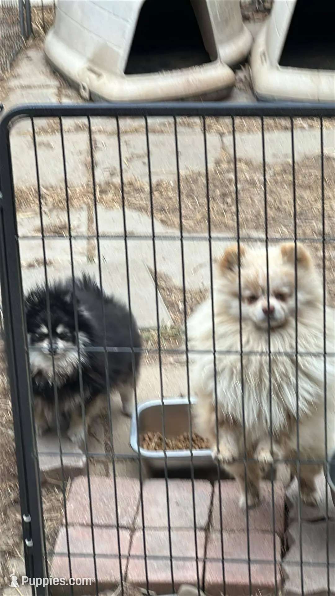 DRAMBUIE, a male Pomeranian for sale in Champlain, NY – Photo 3 of 4