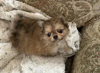 Amber, a female Peek-A-Pom for sale in Champlain, NY – Photo 2 of 4