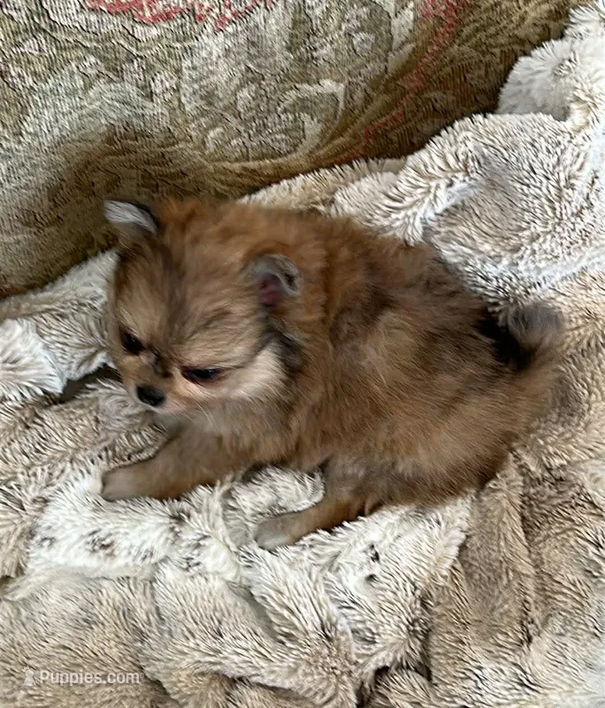 Amber – Peek-A-Pom puppy for sale in Champlain, NY