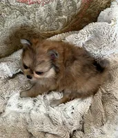 Amber, a female Peek-A-Pom for sale in Champlain, NY – Photo 1 of 4