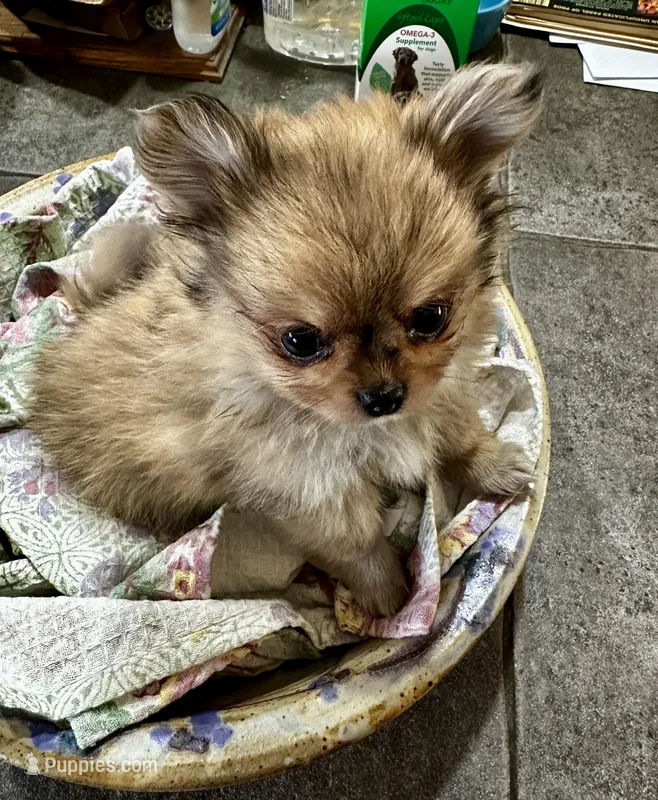 Amber – Peek-A-Pom puppy for sale in Champlain, NY