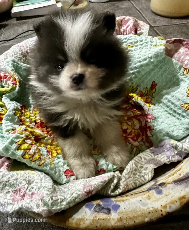 LAREDO – Pomeranian puppy for sale in Champlain, NY