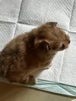 Garnet, a female Peekapoo and Pomeranian for sale in Champlain, NY – 2 of 4