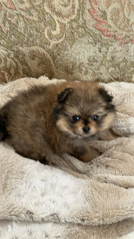 FIJI – Peekapoo, Pomeranian puppy for sale in Champlain, NY