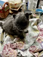 DRAMBUIE, a male Pomeranian for sale in Champlain, NY – Photo 1 of 4