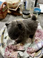 DRAMBUIE, a male Pomeranian for sale in Champlain, NY – Photo 2 of 4