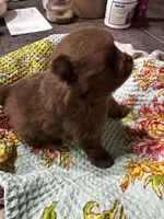NESTLE, a male Pomeranian for sale in Champlain, NY – 2 of 4