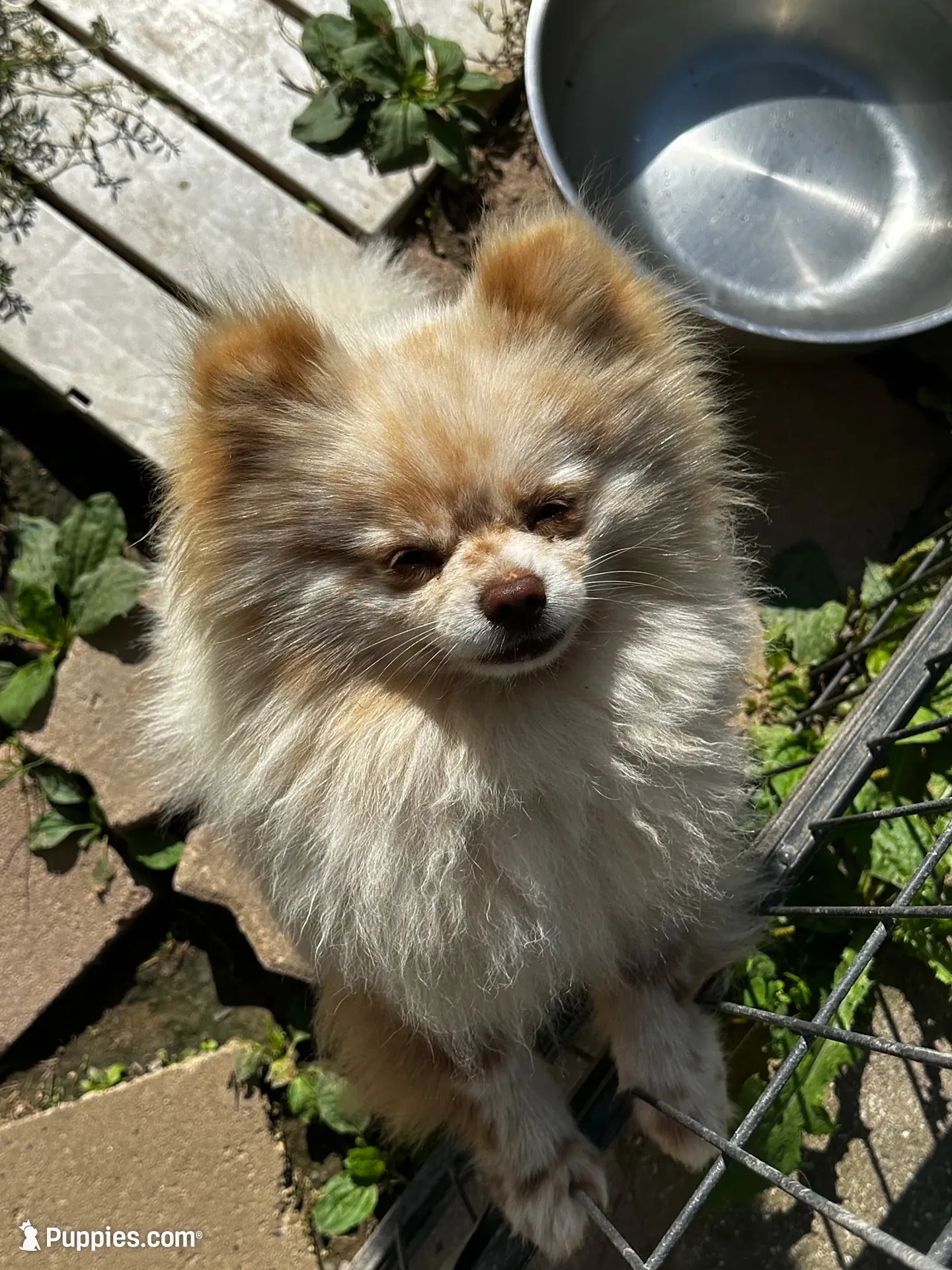 NESTLE, a male Pomeranian for sale in Champlain, NY – 3 of 4