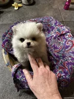 Meringue, a female Pomeranian for sale in Champlain, NY – 2 of 5
