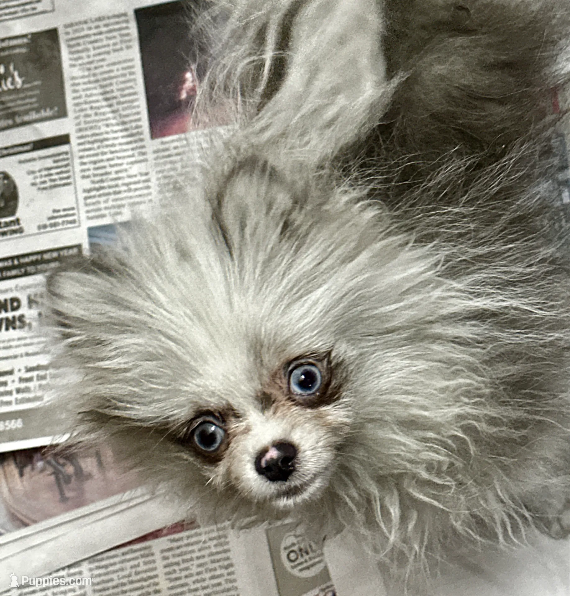 Dusk, a male Pomeranian for sale in Champlain, NY – Photo 5 of 9