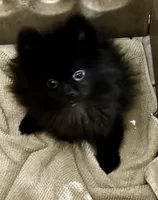 Dusk, a male Pomeranian for sale in Champlain, NY – Photo 3 of 9