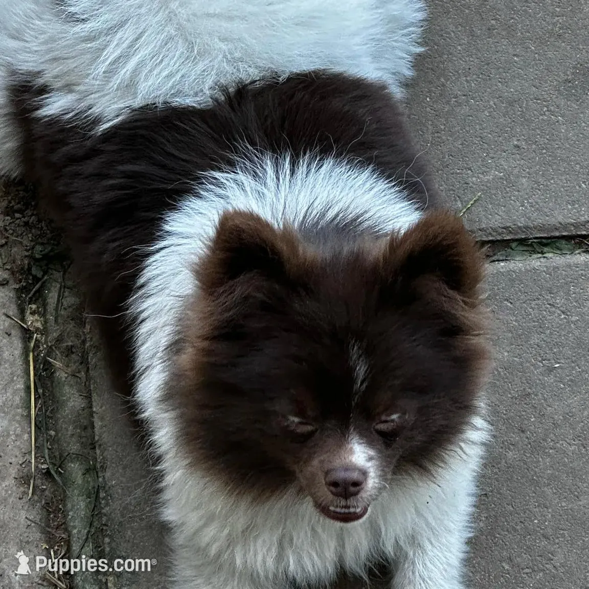 Dusk, a male Pomeranian for sale in Champlain, NY – Photo 7 of 9
