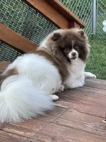 Dusk, a male Pomeranian for sale in Champlain, NY – Photo 8 of 9