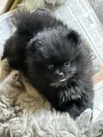 Dusk, a male Pomeranian for sale in Champlain, NY – Photo 2 of 9