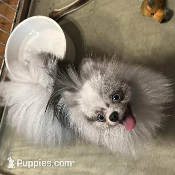 Dusk, a male Pomeranian for sale in Champlain, NY – Photo 6 of 9