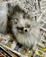 USHER, a male Peekapoo and Pomeranian for sale in Champlain, NY – 3 of 4