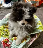 LAREDO, a male Pomeranian for sale in Champlain, NY – 6 of 8