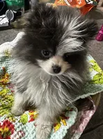 LAREDO, a male Pomeranian for sale in Champlain, NY – 5 of 8