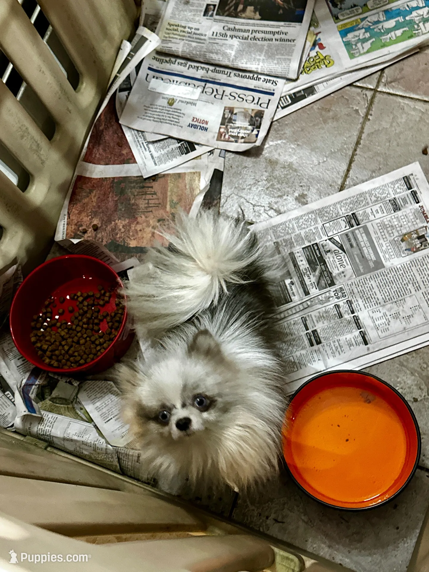 Amber, a female Peek-A-Pom for sale in Champlain, NY – Photo 4 of 4