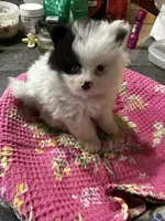 Macaroon, a female Pomeranian for sale in Champlain, NY – 5 of 5