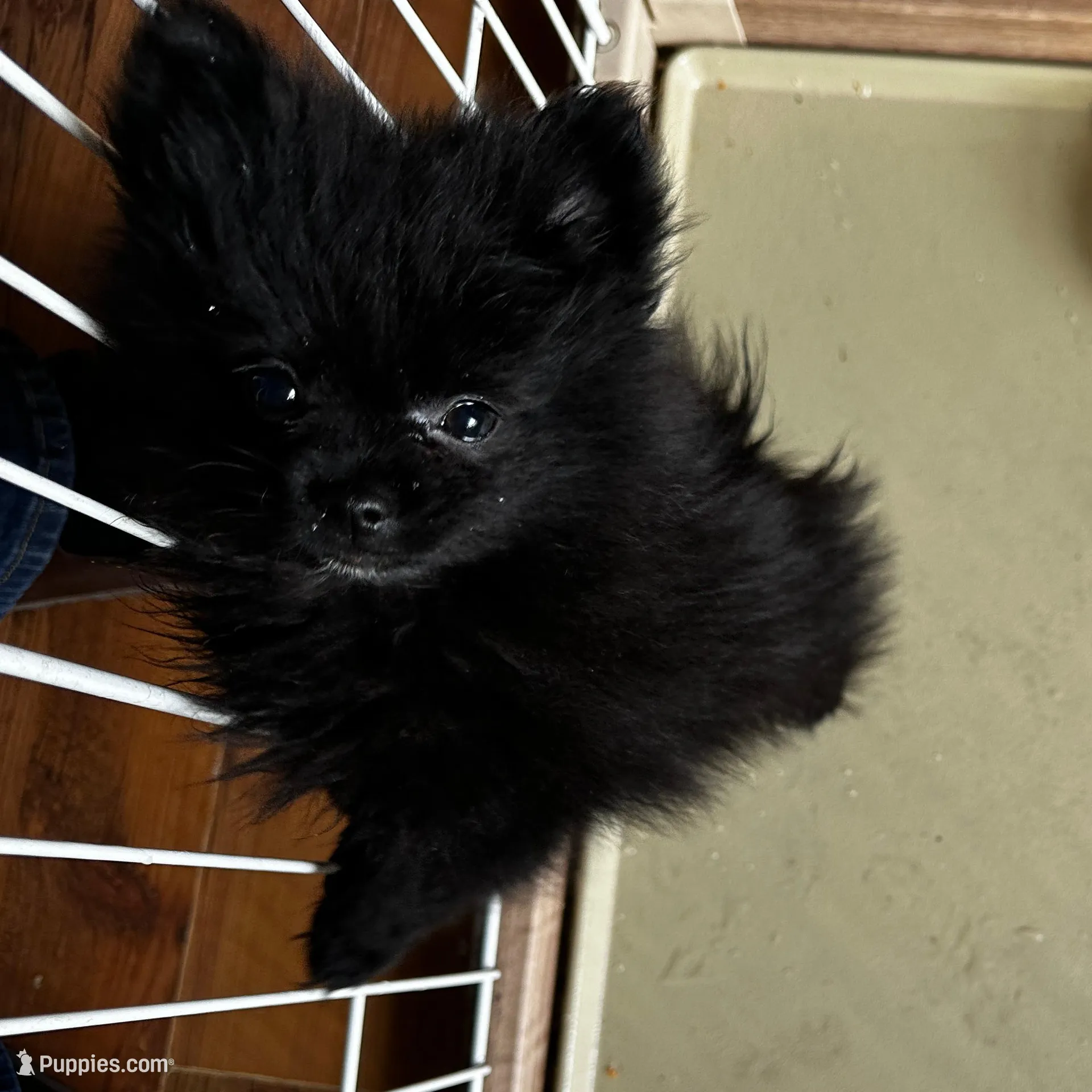 SAMBO, a male Pomeranian for sale in Champlain, NY – Photo 4 of 7