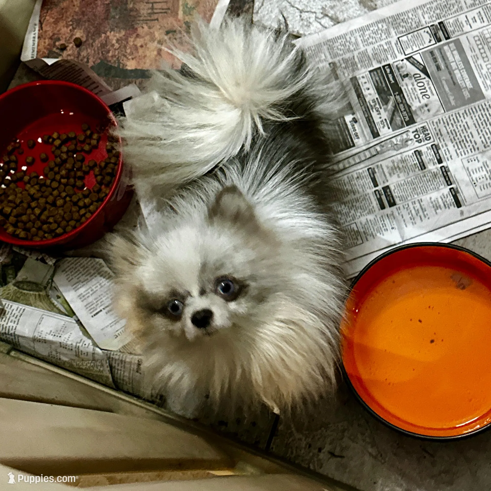 SAMBO, a male Pomeranian for sale in Champlain, NY – Photo 6 of 7