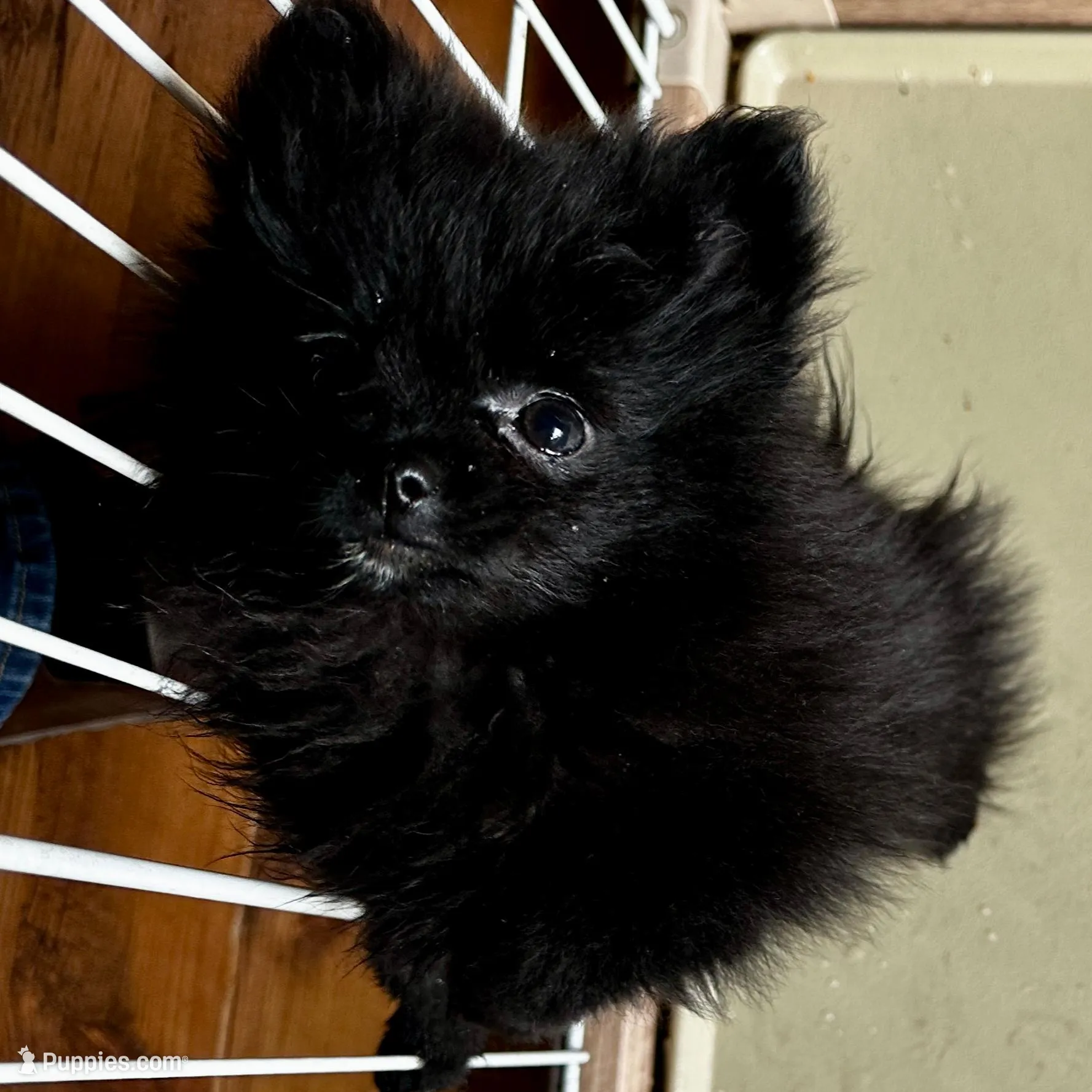 SAMBO, a male Pomeranian for sale in Champlain, NY – Photo 3 of 7