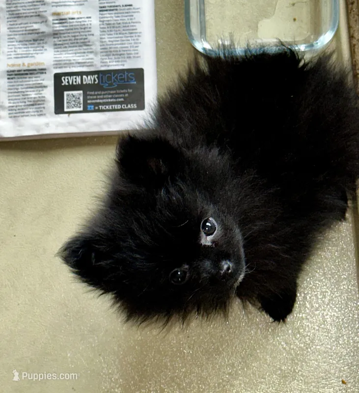 SAMBO, a male Pomeranian for sale in Champlain, NY – Photo 1 of 7