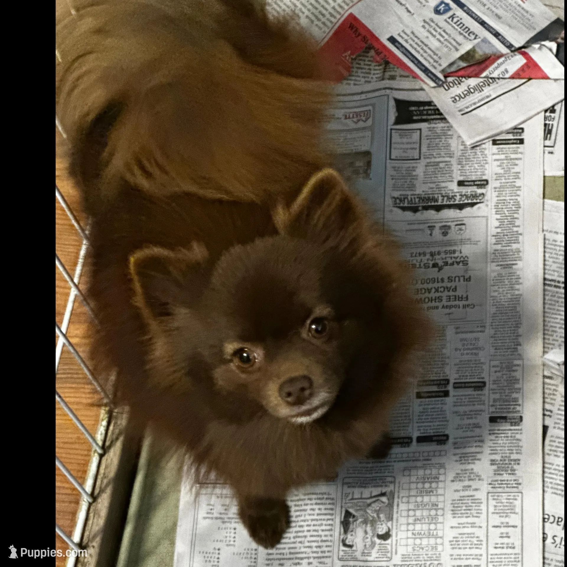 SAMBO, a male Pomeranian for sale in Champlain, NY – Photo 7 of 7