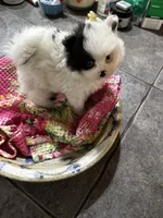Macaroon, a female Pomeranian for sale in Champlain, NY – 4 of 5