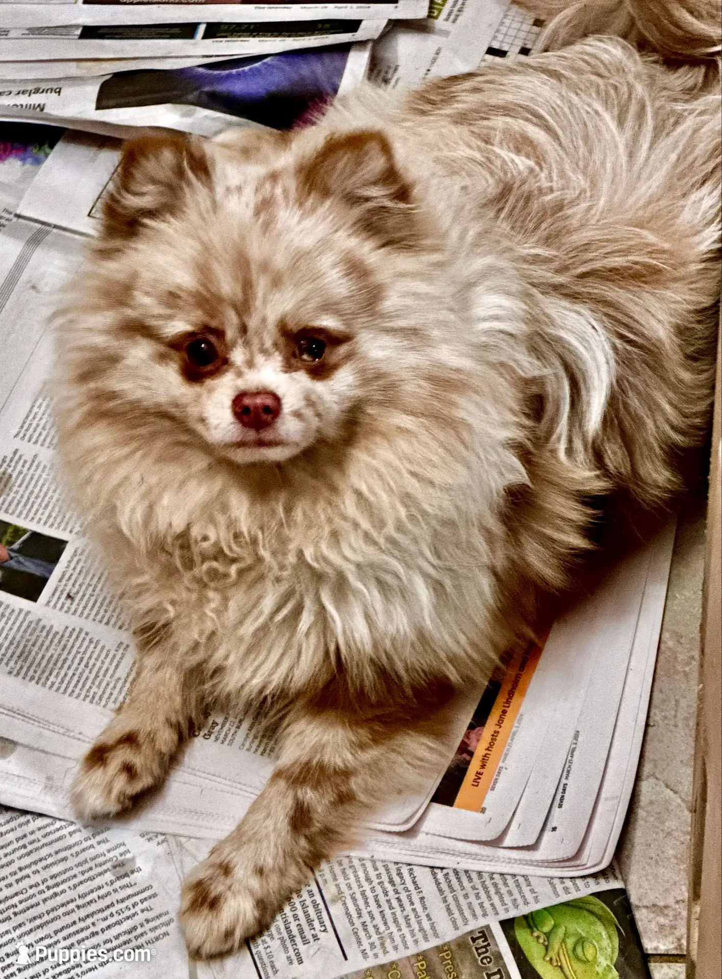 LAREDO, a male Pomeranian for sale in Champlain, NY – 7 of 8