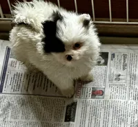 Macaroon, a female Pomeranian for sale in Champlain, NY – 1 of 5