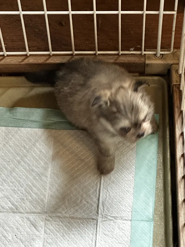 FIJI – Peekapoo, Pomeranian puppy for sale in Champlain, NY