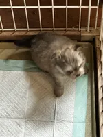 FIJI, a female Peekapoo and Pomeranian for sale in Champlain, NY – 1 of 5