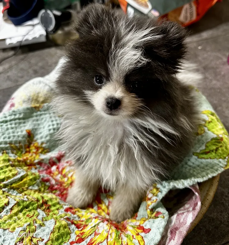 LAREDO – Pomeranian puppy for sale in Champlain, NY