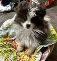LAREDO, a male Pomeranian for sale in Champlain, NY – 1 of 8
