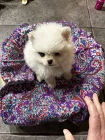 Meringue, a female Pomeranian for sale in Champlain, NY – 3 of 5