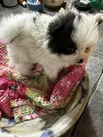 Macaroon, a female Pomeranian for sale in Champlain, NY – 3 of 5