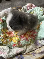 LAREDO, a male Pomeranian for sale in Champlain, NY – 4 of 7