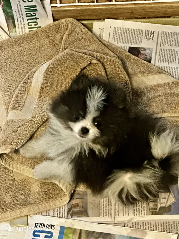 LAREDO – Pomeranian puppy for sale in Champlain, NY